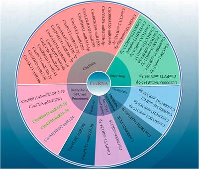 Novel role of circRNAs in the drug resistance of gastric cancer: regulatory mechanisms and future for cancer therapy